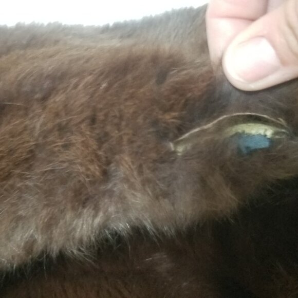 Vintage 1950's Fur Shrug by Goldwaters of Arizona - Picture 8 of 8